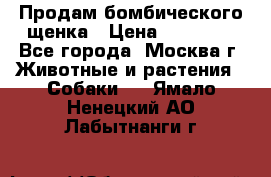 Продам бомбического щенка › Цена ­ 30 000 - Все города, Москва г. Животные и растения » Собаки   . Ямало-Ненецкий АО,Лабытнанги г.